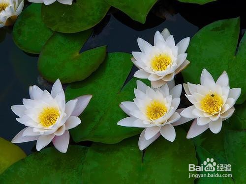 睡莲不开花有什么办法