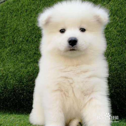 喂养萨摩耶幼犬应该注意些什么?