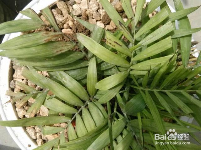 冬天植物发黄怎么办