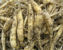 秋冬进补:沙参、红参、丹参、太子参有什么区别