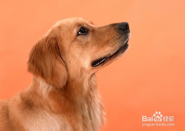 金毛狗狗的皮肤病要如何处理？