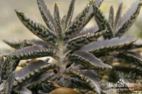 冻死的植物怎么救活