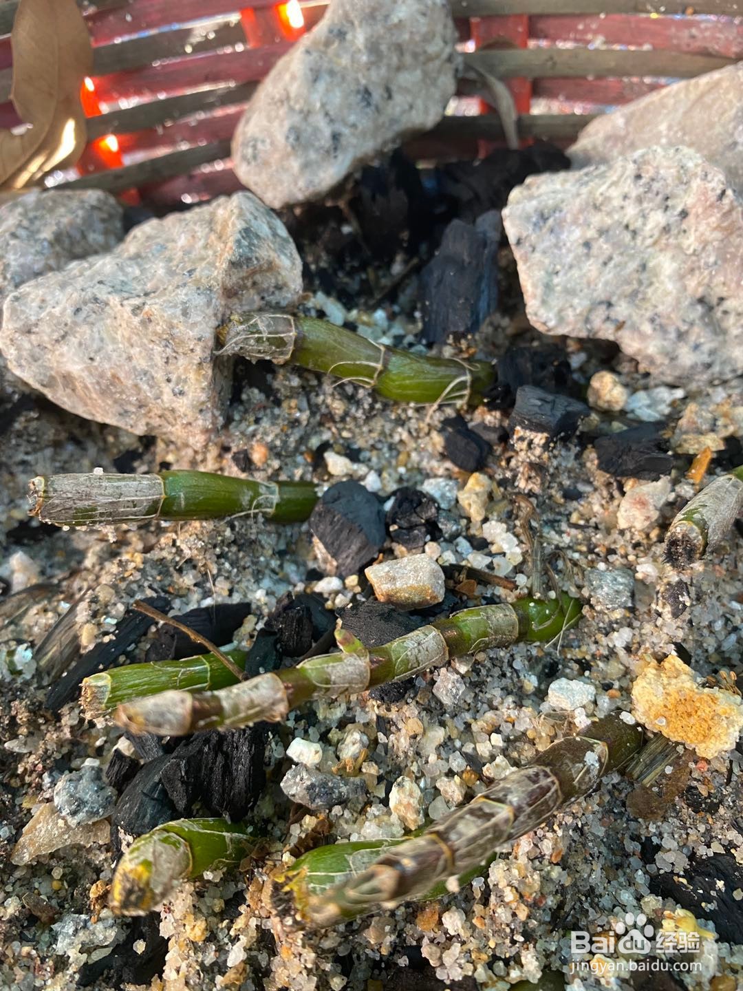 石斛简单的培养