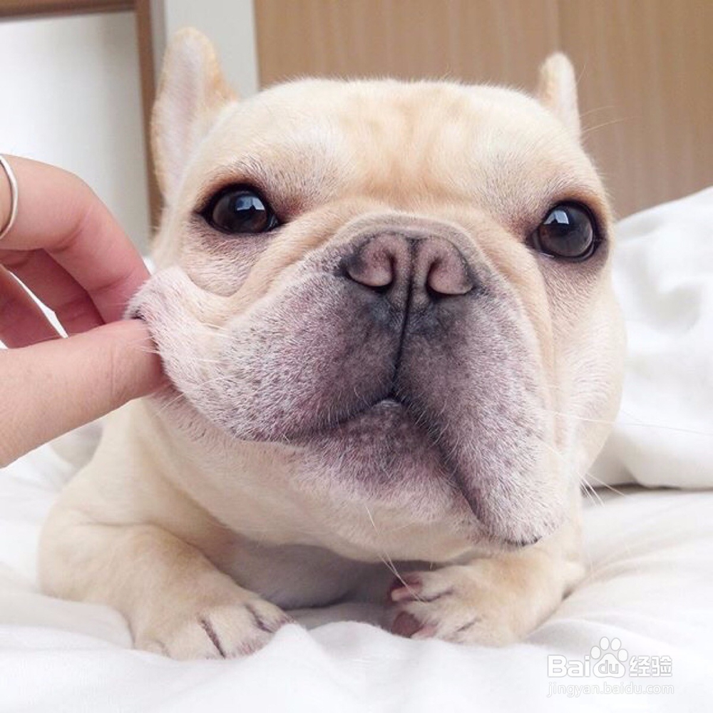 狗狗鼻子干是怎么回事