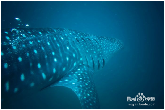 杜马盖地三日游——景点攻略