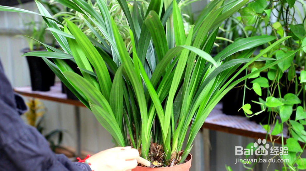 春兰的室内养殖方法及注意事项