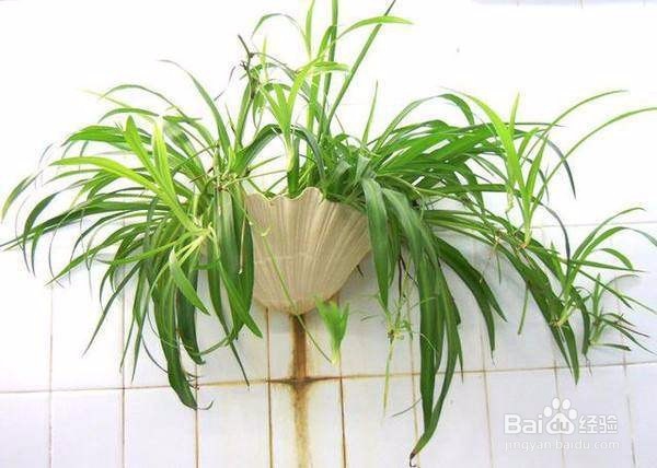 可以净化空气的五种植物盆栽