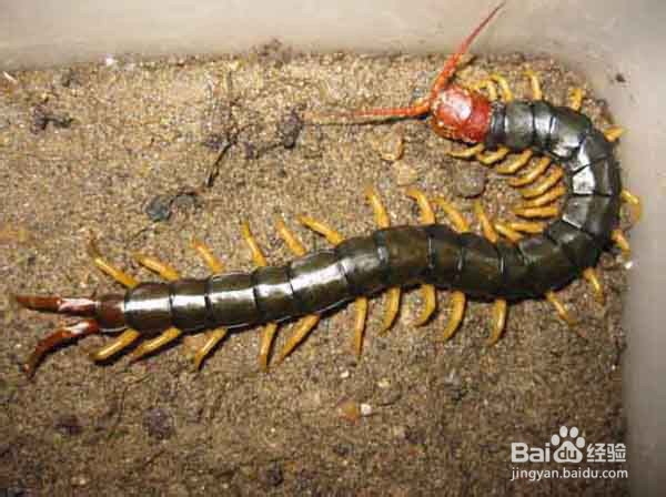 中医炮制：[107]蜈蚣的炮制方法