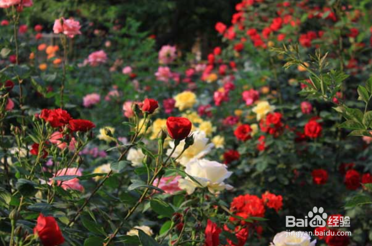 月季花育苗方法