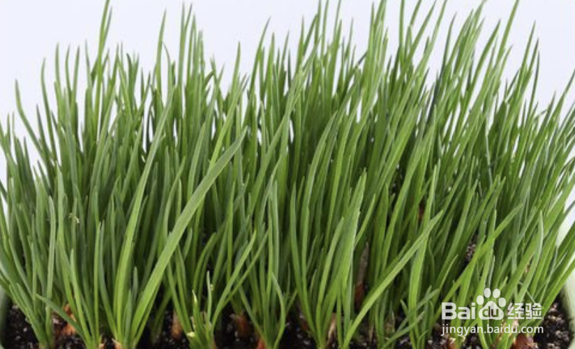 香葱头怎么种植方法