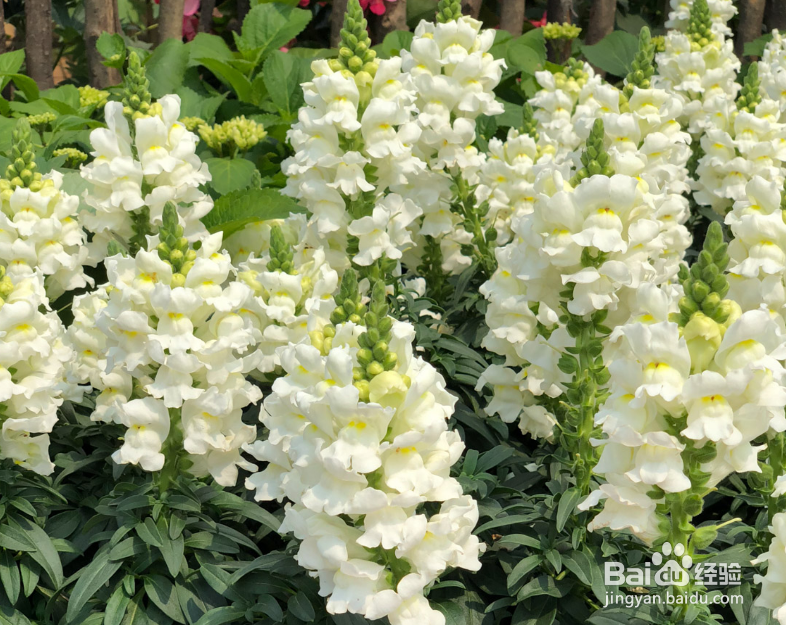 金鱼草夏天怎么养护?