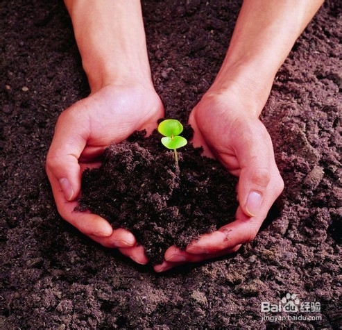 富贵竹怎么料理