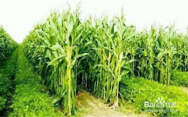 利用植物套种来防虫