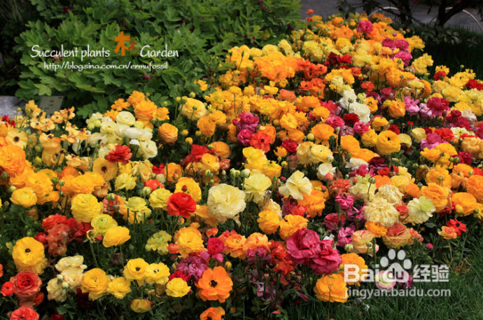 上海植物园（上）