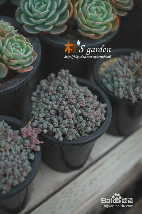 植物摄影小窍门+皮神山大王记