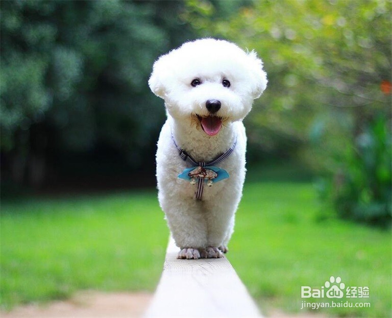 比熊爱咬人怎么办