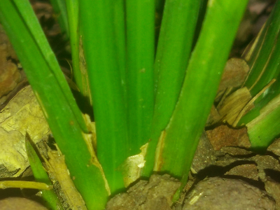 叶芽的结构是什么