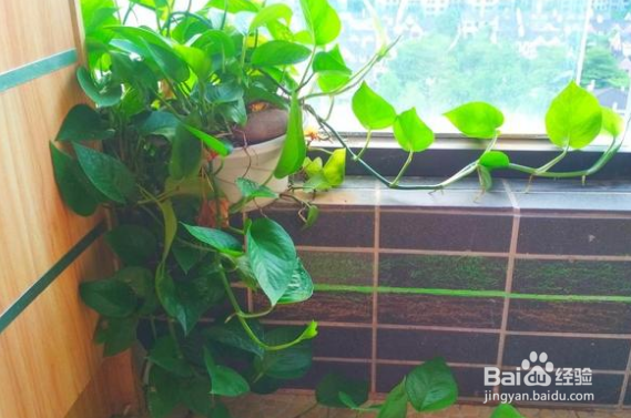绿萝可以水培吗
