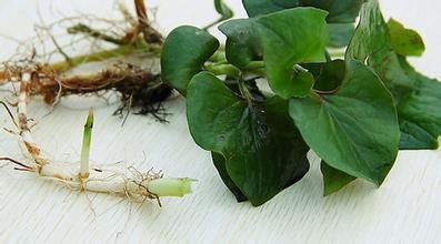 鱼腥草的功效和食用