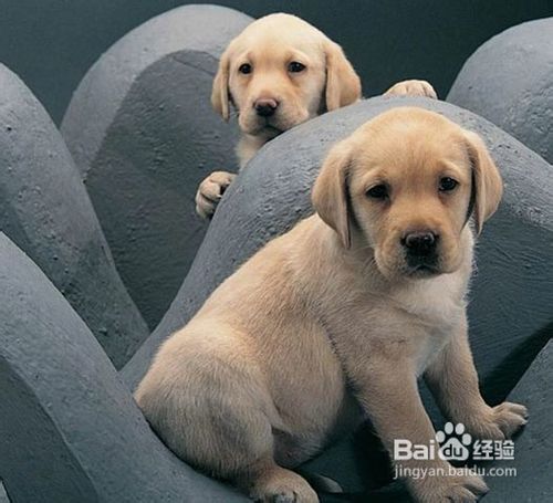 判定拉布拉多犬的价格的方法