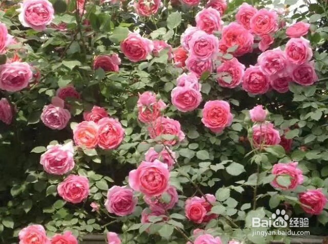 建造惬意的玫瑰花园