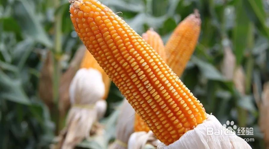 秋色渐浓,在香村遇见金色周庄