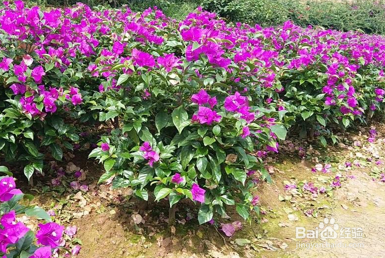 三角梅的寿命是多少年？