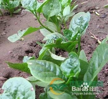 家庭种植木耳菜的方法技巧