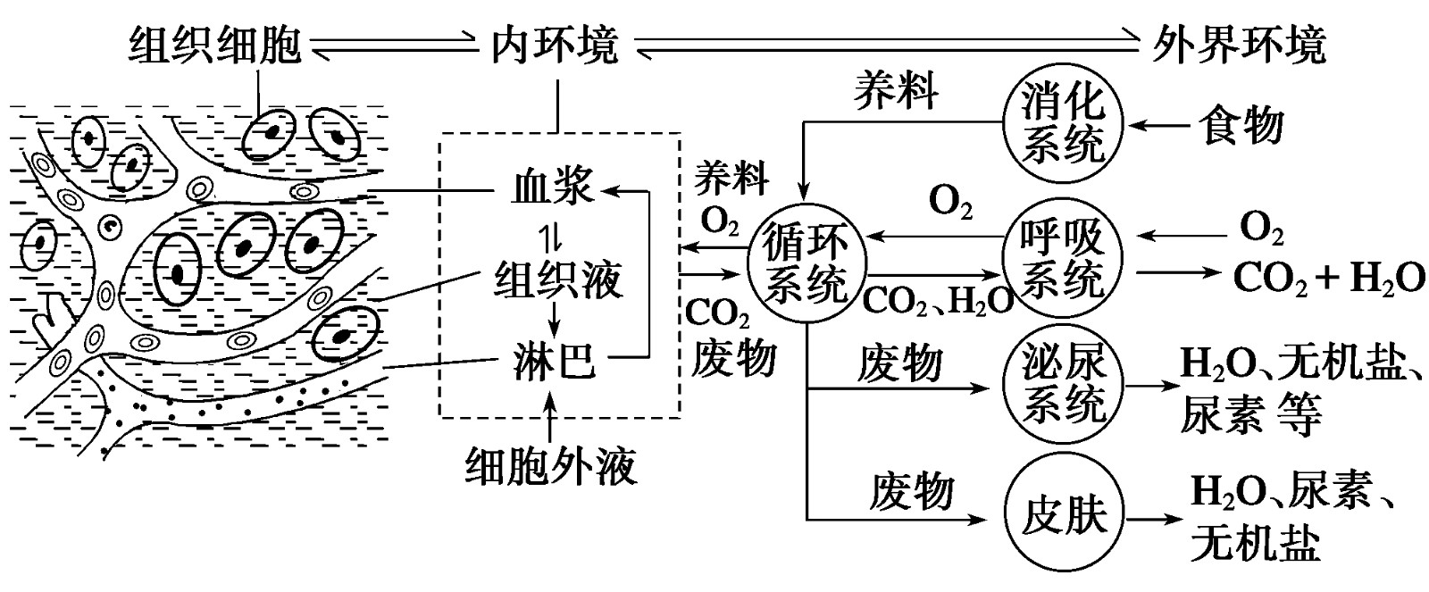 内环境与外环境怎样区分