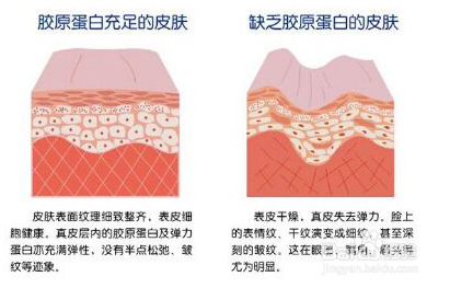 原力影响我们肌肤健康的原理是什么