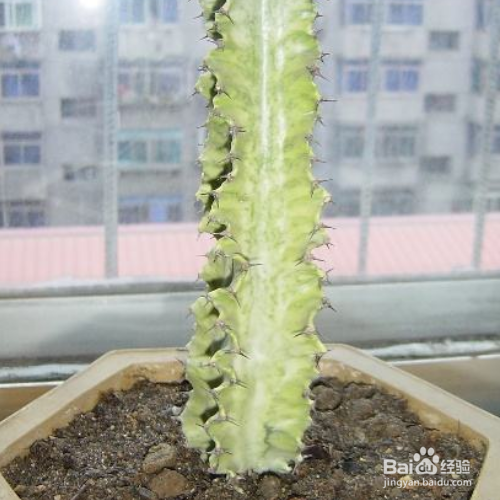 大戟阁锦怎么繁殖？