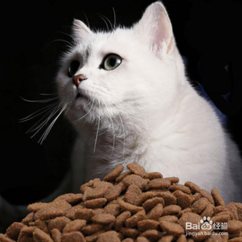 幼猫拉肚子怎么办？