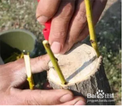 樱花嫁接时间和方法