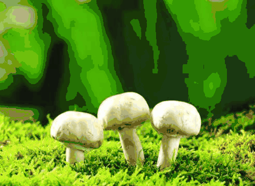 【抽象代数】分圆多项式