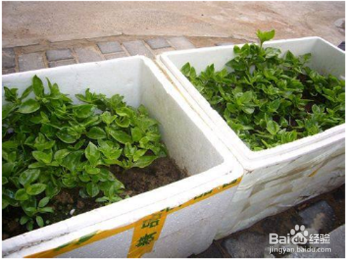 如何用泡沫箱子做花盆-（怎样用泡沫箱做花盆）[图]