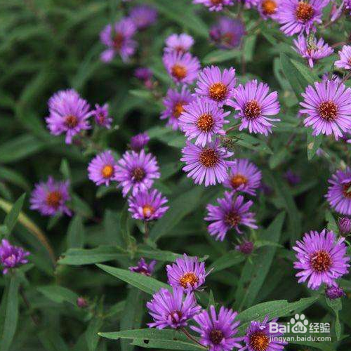 紫菀的培育方法和病虫害预防