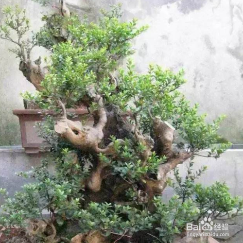 赤楠盆景的养护与管理