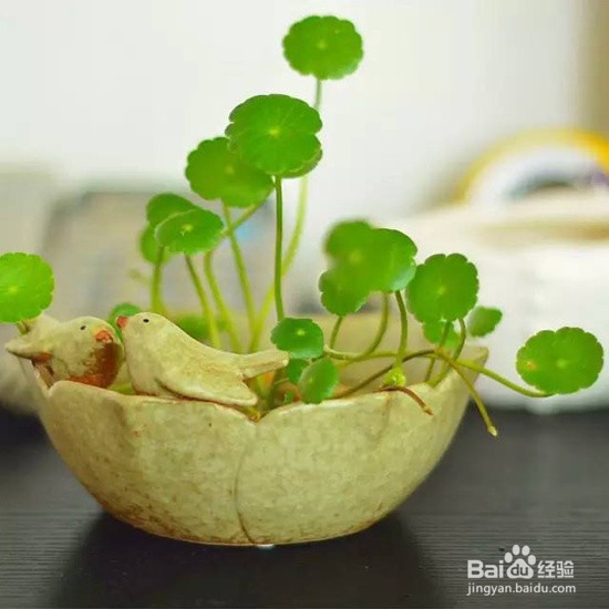 铜钱草水培方法