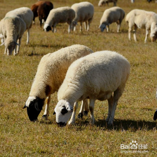 羊吃了塑料袋怎么排出体外