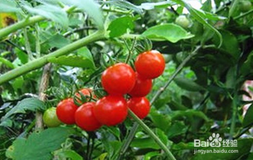 吃西红柿的好处。