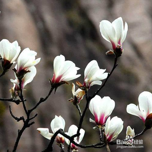 黄山玉兰的种植方法和注意事项