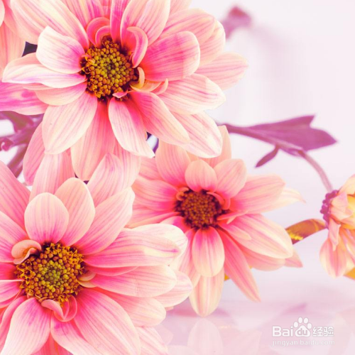 鲜花怎么变成的干花