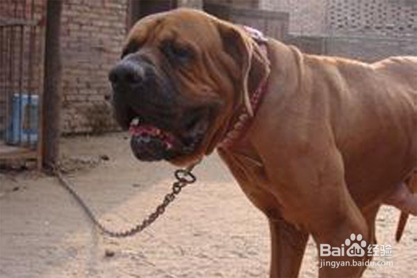 恶狗咬人怎么办 怎么防止恶狗伤人