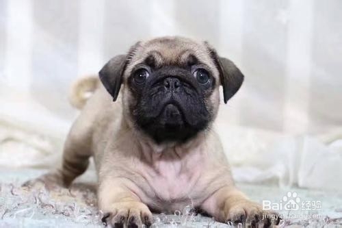 巴哥犬训练不好怎么办