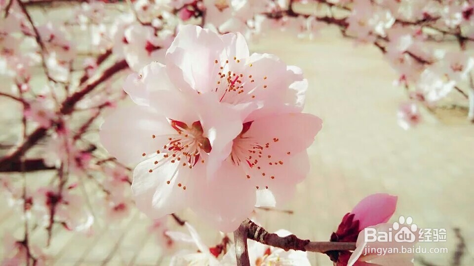 春天可以去哪儿旅游？