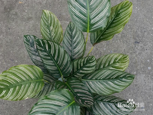 双线竹芋的价值是什么?