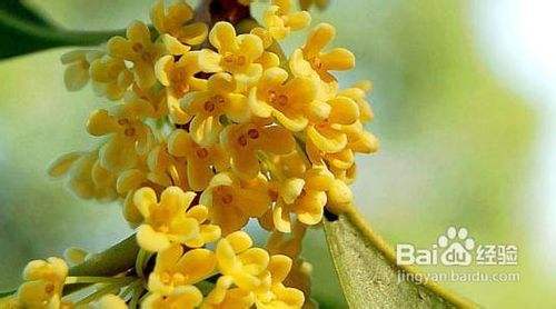 桂花树种植环境如何选择 百度经验