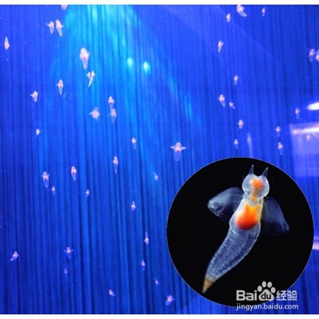 QQ炫舞花海精灵蛋壳怎么得