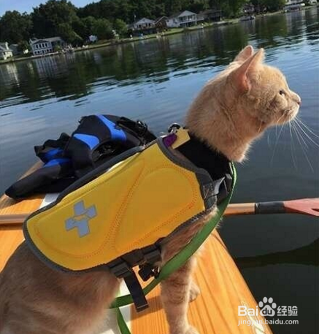 跟着宠主浪迹天涯,四海为家,成为猫生大赢家~