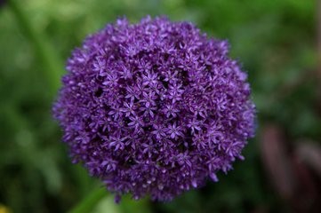 如何使大花葱叶绿花艳?